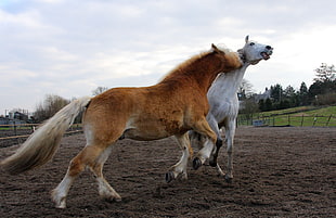 brown and white horse fighting during daytime